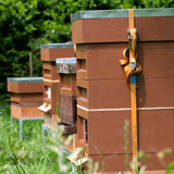 Beekeepers