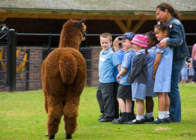 education_lama